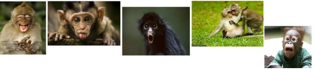 Monkey 5 Picture Story