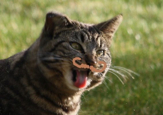 kitty mustache